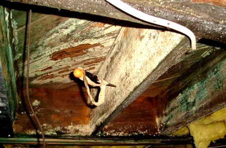 Цвіль в мансарді