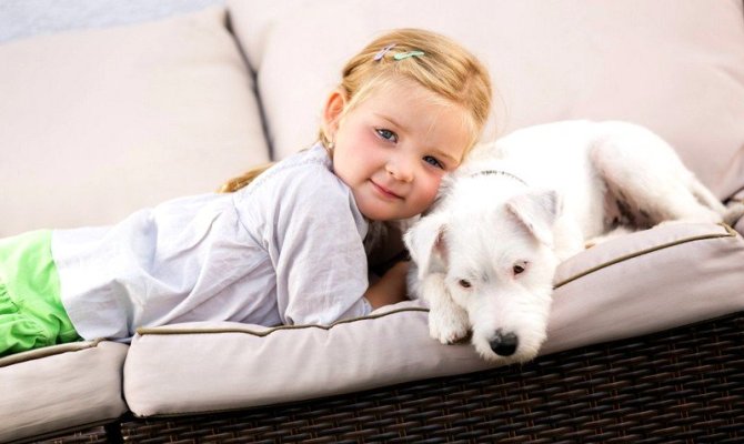 Чим можна вивести запах сечі з дивана