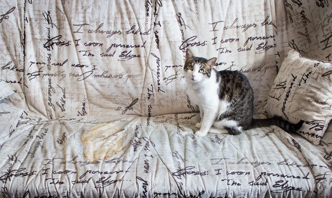 Чим можна вивести запах сечі з дивана