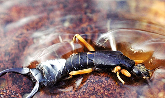 Як можна позбутися від двухвосток в приватному будинку?