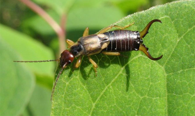 Як можна позбутися від двухвосток в приватному будинку?