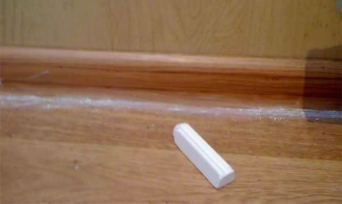 Як можна позбутися від двухвосток в приватному будинку?