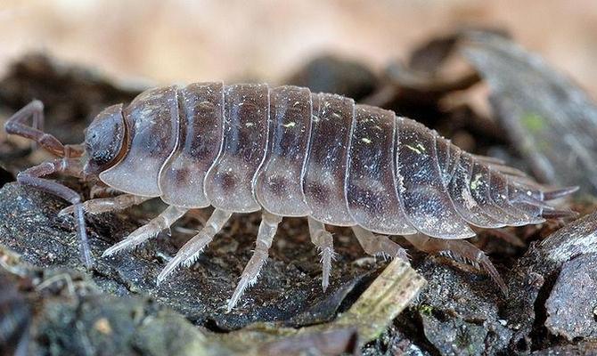 Що робити, якщо у ванній оселилася мокриця?