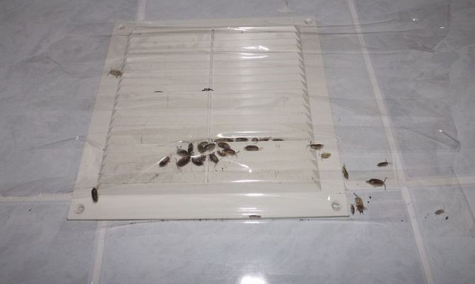 Що робити, якщо у ванній оселилася мокриця?