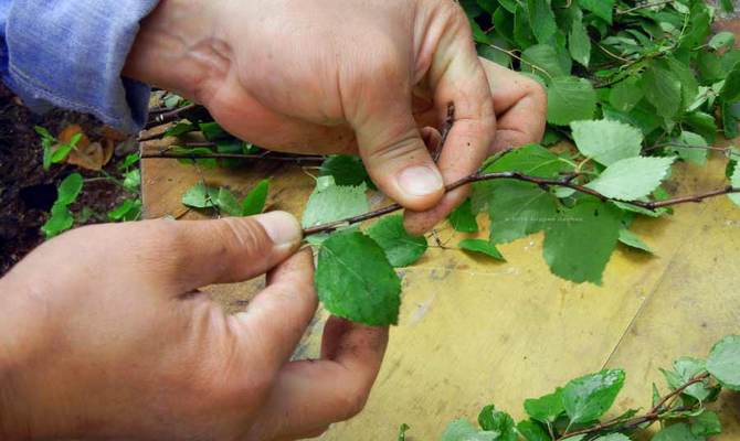 Що робити, якщо у ванній оселилася мокриця?